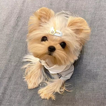 Competition level purebred Yorkshire terrier puppies Korean golden head snow silver ultra small teacup dog pet dog live dog