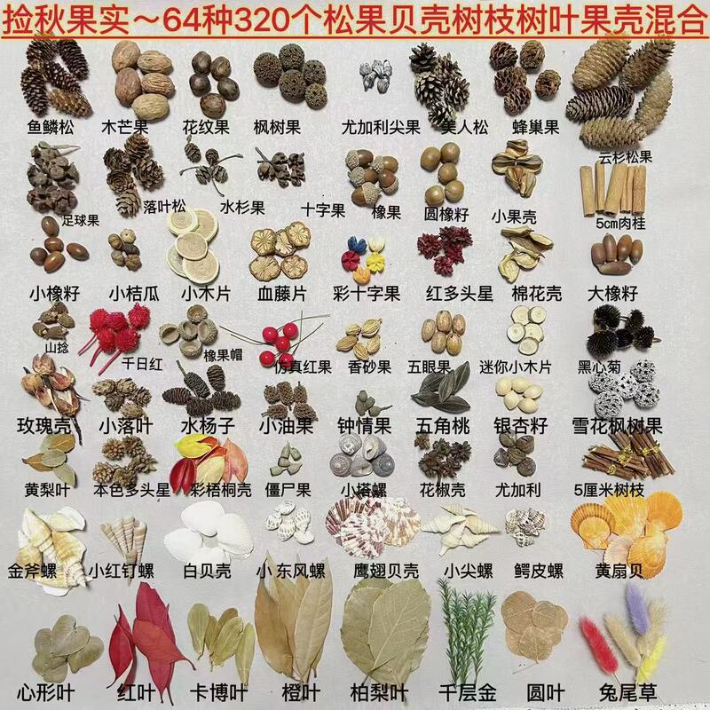 64 Kinds of Handmade DIY Fruits, 320 Pieces, Pick up Autumn Fruits, Acorns, Pine Branches, Shells, Kindergarten Environmentally Friendly Materials