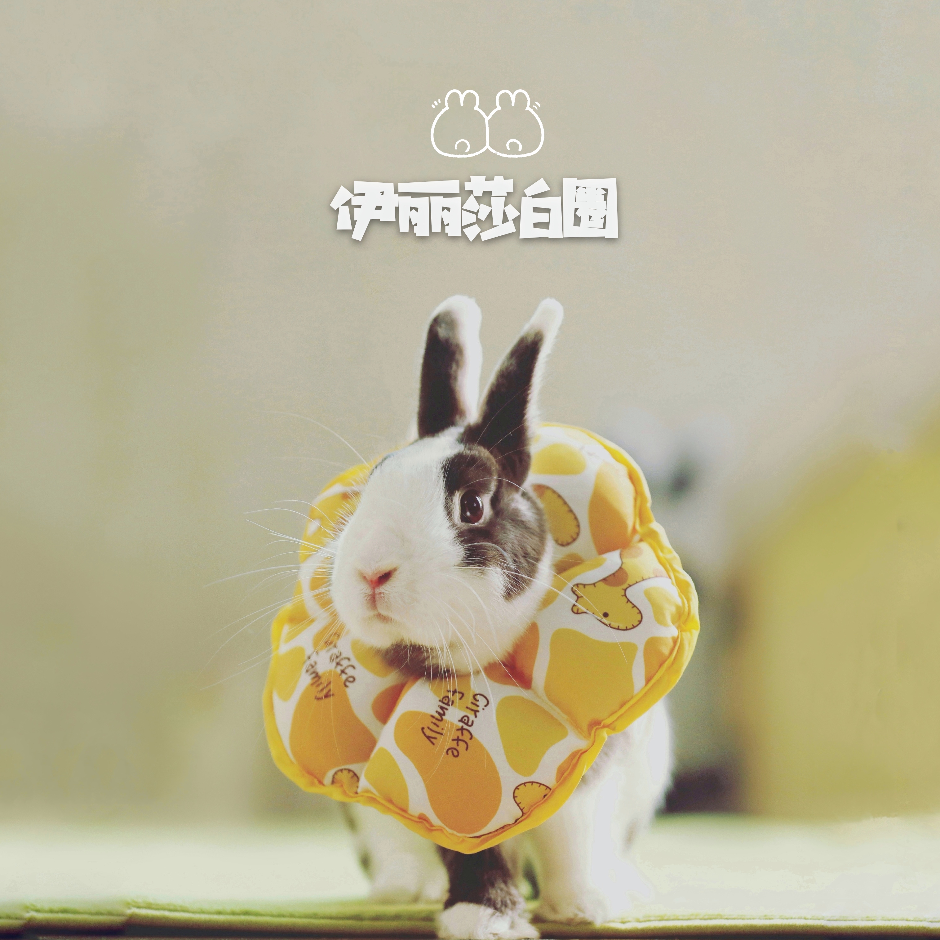 The Flattering Rabbit rabbit Elizabeth Circle minor waterproof lick Biting Hood Pet Neuter Shame Ring Pet Cat Dog