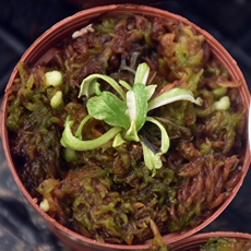 насекомоядное растение 西伯利亚白化捕蝇草食虫植物特色高端食人花捕虫草捕虫花食蝇草稀