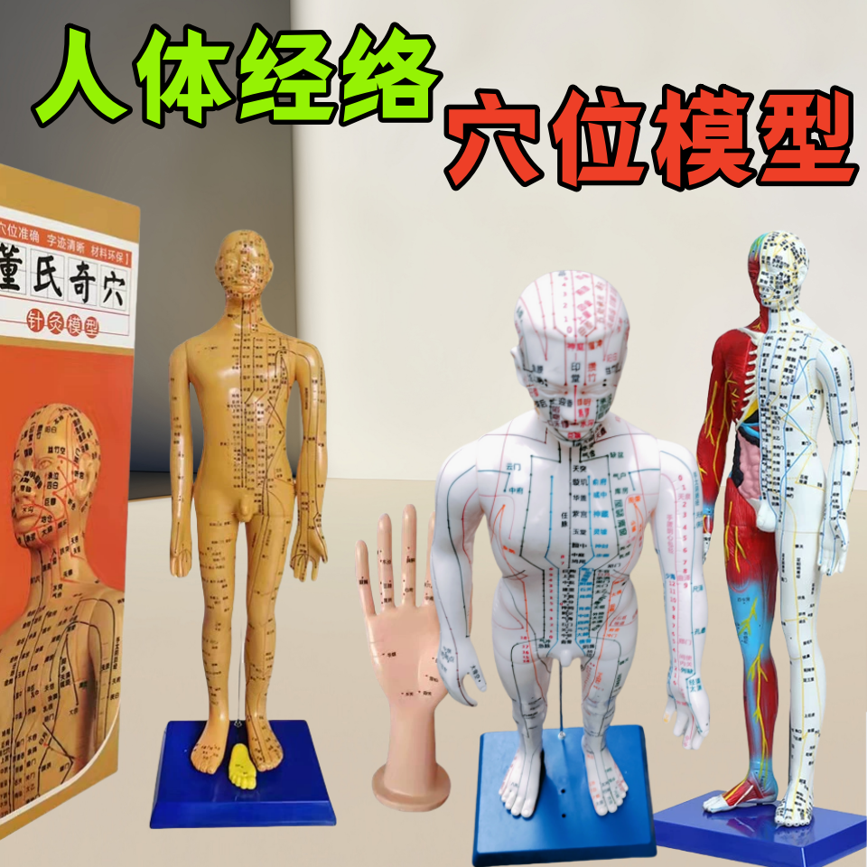 董氏奇穴全身十二经络中医针灸穴位人体经络模型人体穴位结构图