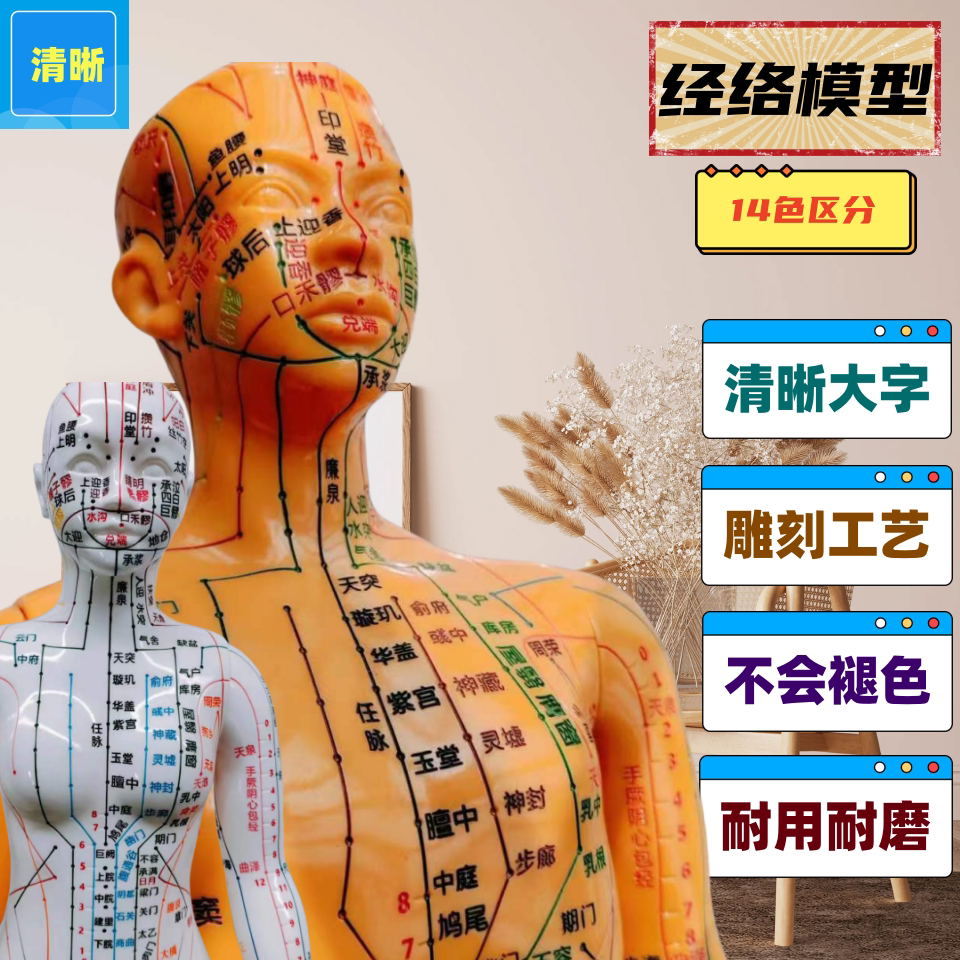 针灸穴位人体模型十二经络图家用男女练习可扎针清晰彩色小铜人