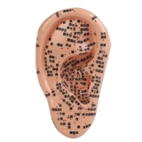 Массаж ушей, модель акупунктуры модели уха