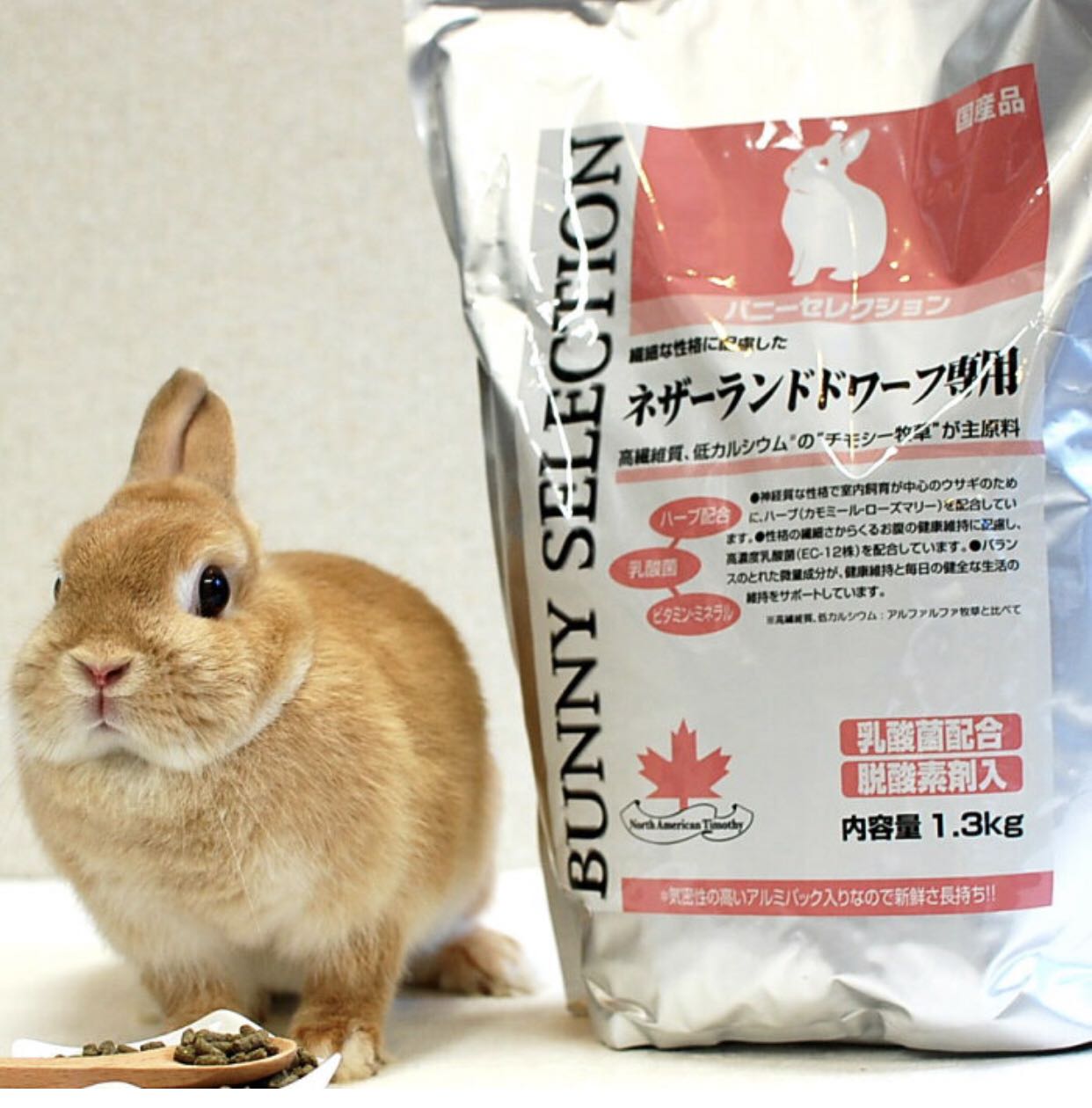 March, 24 Japanese original silver dress Piano Rabbit Grain Dwarf Rabbit Special Staple Food Cat Cat Rabbit Special Staple Food 1 3kg
