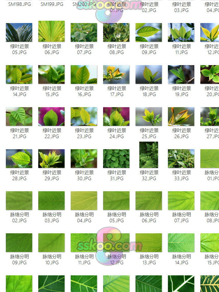 绿色叶片落叶树叶叶子绿叶特写摄影照片高清图片海报设计背景素材插图11