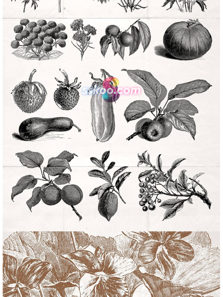 复古植物花卉手绘剪贴画插画插图PNG免扣AI矢量背景透明设计素材插图19