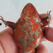 Red Belly Frog Great Hash 14 ~ 16 Only one catty of the national northeastern forest frog living stone clams