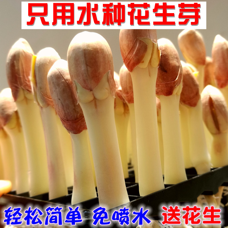 Planting indoor seedlings family planting vegetables Wanshou fruit plate peanut sprouts hydroponic box balcony home box