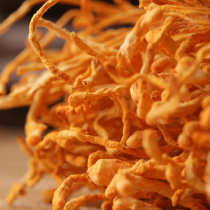 New non-sulfur cordyceps flowers Special Grade Northern Cordyceps weeds cordyceps flowers selection 500g