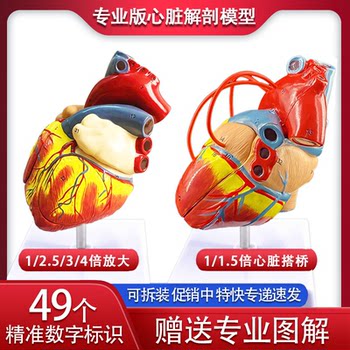 1:1标准人体心脏模型解剖可拆卸教学模型仿真自然大心脏模型医学