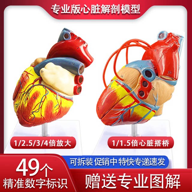 1:1标准人体心脏模型解剖可拆卸教学模型仿真自然大心脏模型医学