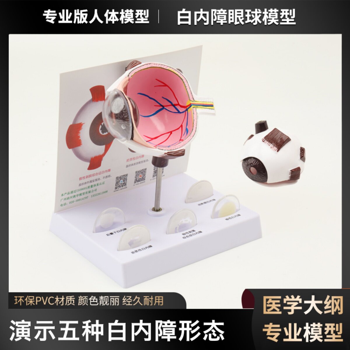 人体眼球模型病理白内障眼球结构解剖教学模型医院学校用视网膜