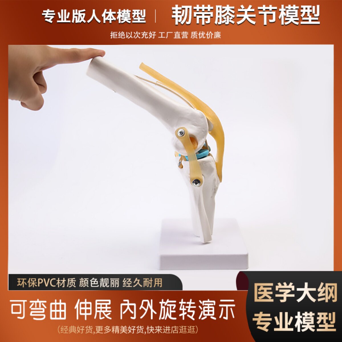 慧金人体膝关节功能模型 骨骼骨架模型 教学医用模型关人体节模型