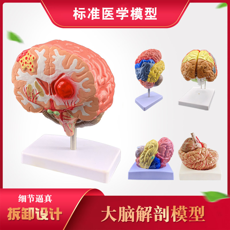 人体器官解剖模型大脑结构层次模块医院学校教学演示摆件可拆分