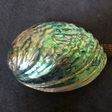 Abalone Shell Большая раковина, творческие домашние украшения, рыболовный аквариум шалфей, аквариум, аквариум