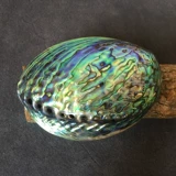 Abalone Shell Большая раковина, творческие домашние украшения, рыболовный аквариум шалфей, аквариум, аквариум