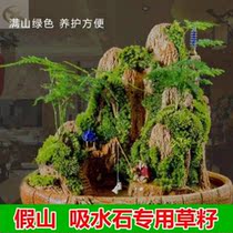 Green plant epiphyrical plant epiphytoplastomas on fake mountains Planted With View Basin Pearl Absorbent Stone special seed Easy to live new hand planted