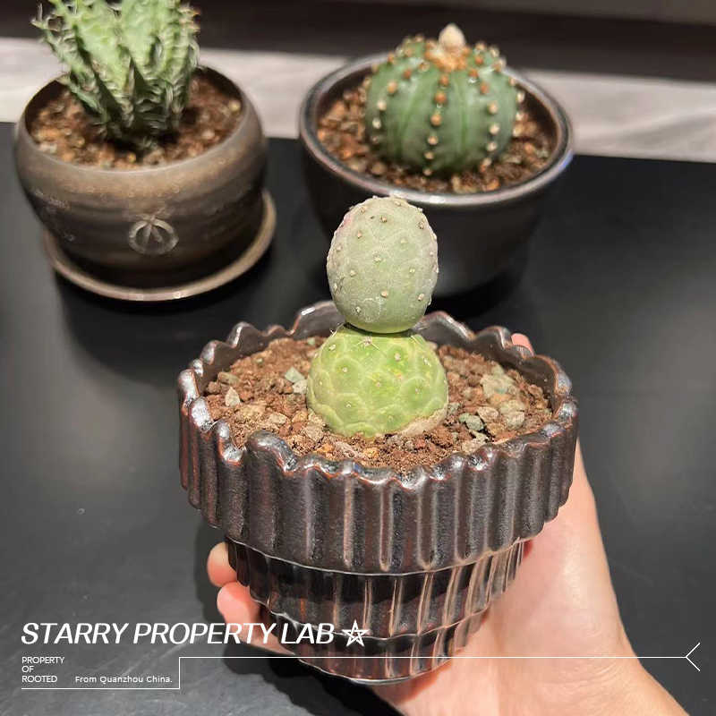 三羊開泰長方鉢 盆栽鉢 植木鉢 小品盆栽鉢 大品盆栽