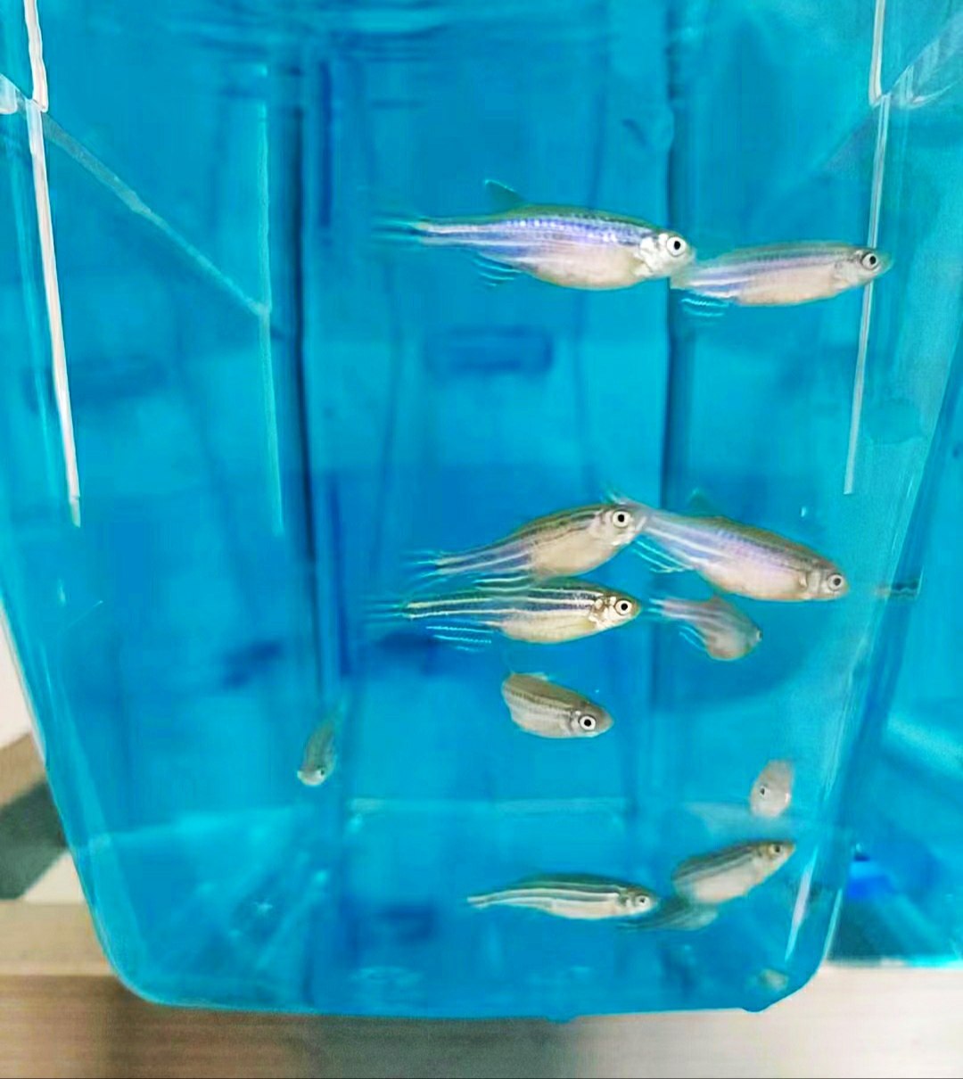 淡水神仙鱼及神仙鱼主要特征_搜狐网, image size:1080x1210