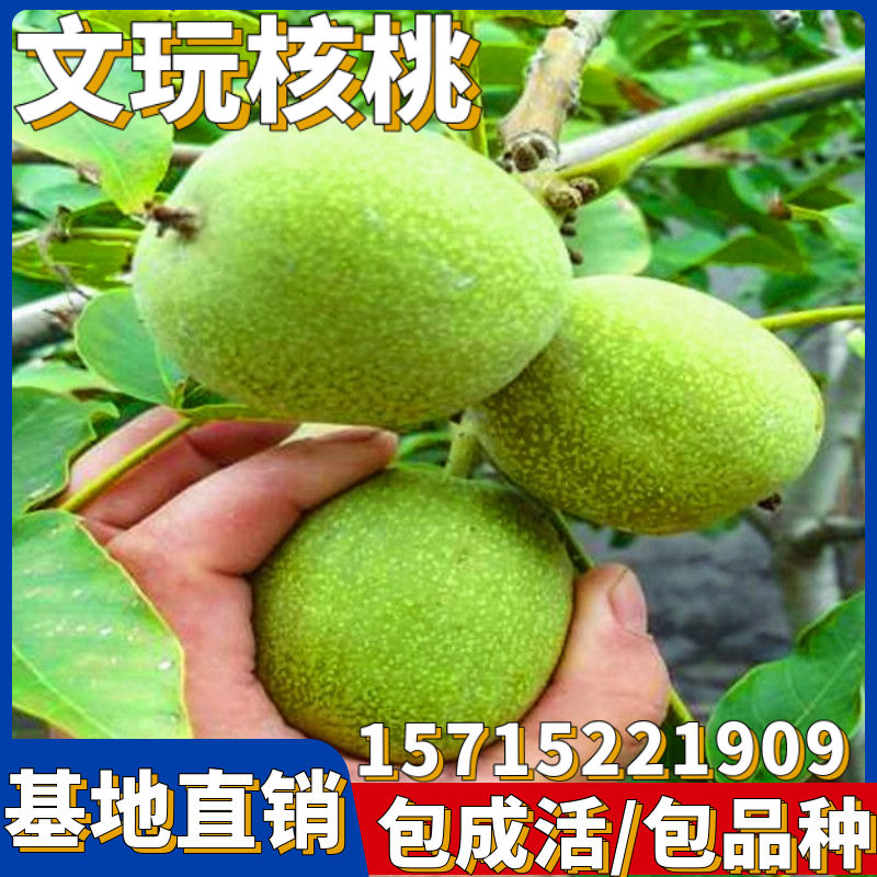 蛤蟆核桃价格报价行情- 京东