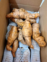 Freshly dug and discovered fresh rehmannia glutinosa authentic Henan Jiaozuo Huaiqing Prefecture fresh rehmannia specialty origin straight hair 1 catties