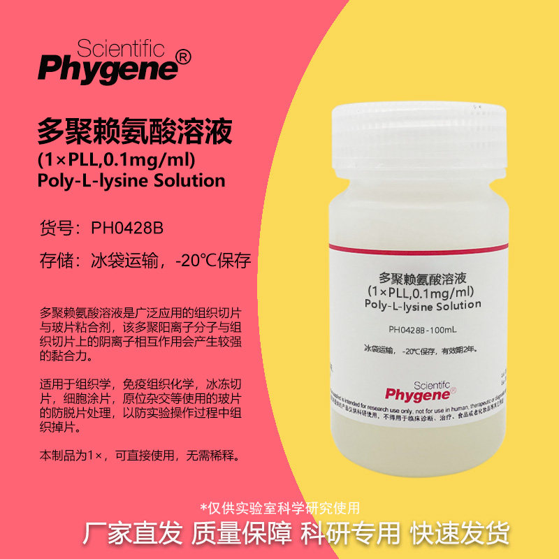 多聚赖氨酸溶液 (1&times;) 多聚-L-赖氨酸 切片玻片包被液粘合剂 50mL