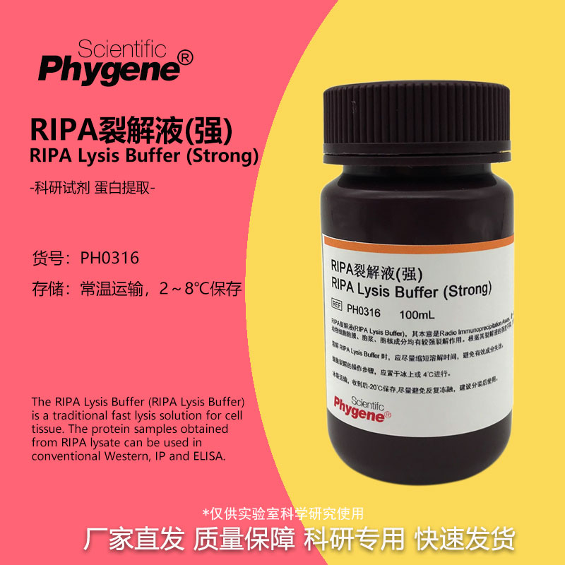 RIPA裂解液 强中弱 蛋白细胞组织裂解液 实验试剂 100ML PHYGENE