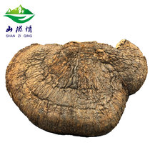 (Tmall Baozheng) wild coarse-haired brown hole fungus Changbai Mountain deep mountain growth coarse-haired yellow hole fungus Locust mushroom