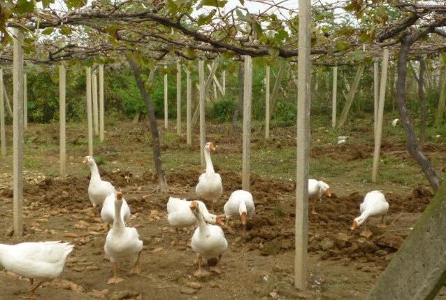 Фори печеночная диаграмма 10