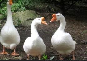 Фори печеночная диаграмма 11