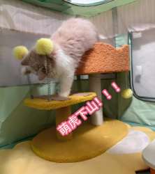 Bee Cat Climbing Frame Small Non-Occupying Cat Shelf Cat Nest Cat Tree Integrated Cat Scratching Post Cat Toys Supplies