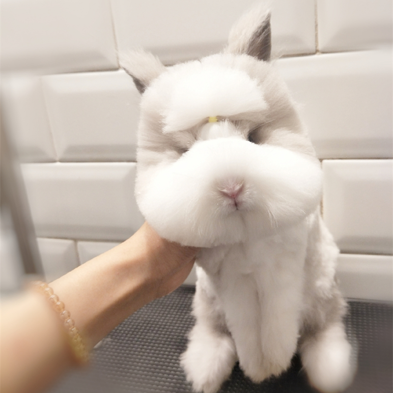 Net Red Cover Face Cat Cat Rabbit Dwarf Rabbit Pure Breeds Rabbit living rabbit living pet tea cup Rabbit Nagas Dodgers