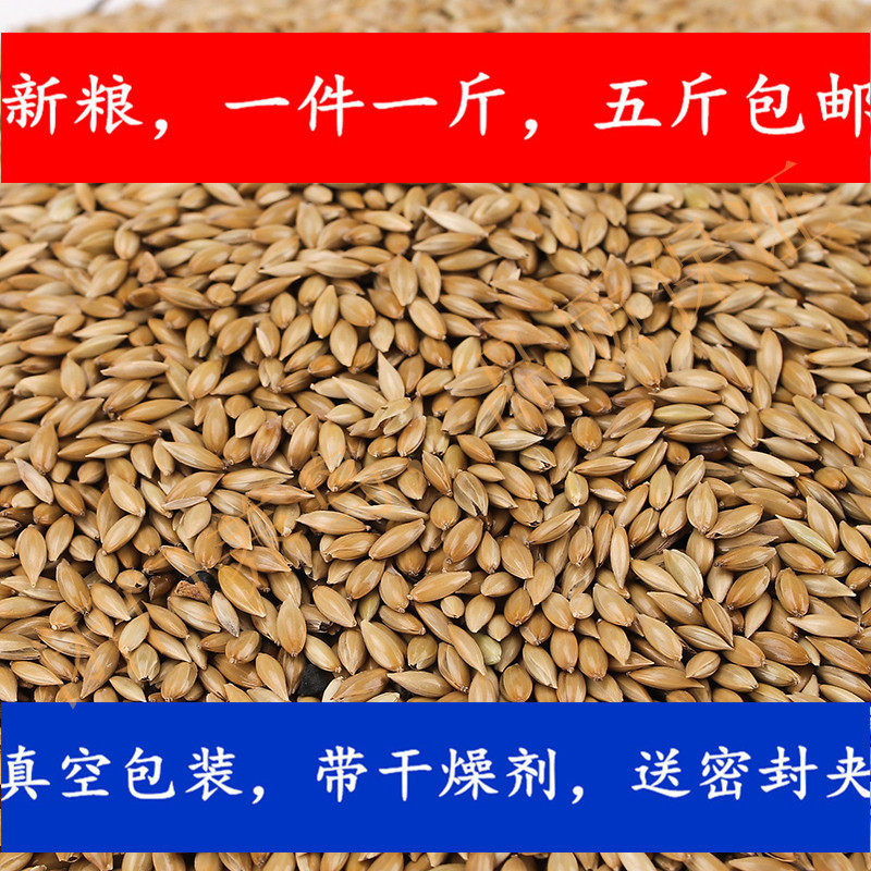 Canary seed canary grass seed white tip imported grass seed bird food five pounds vacuum packaging