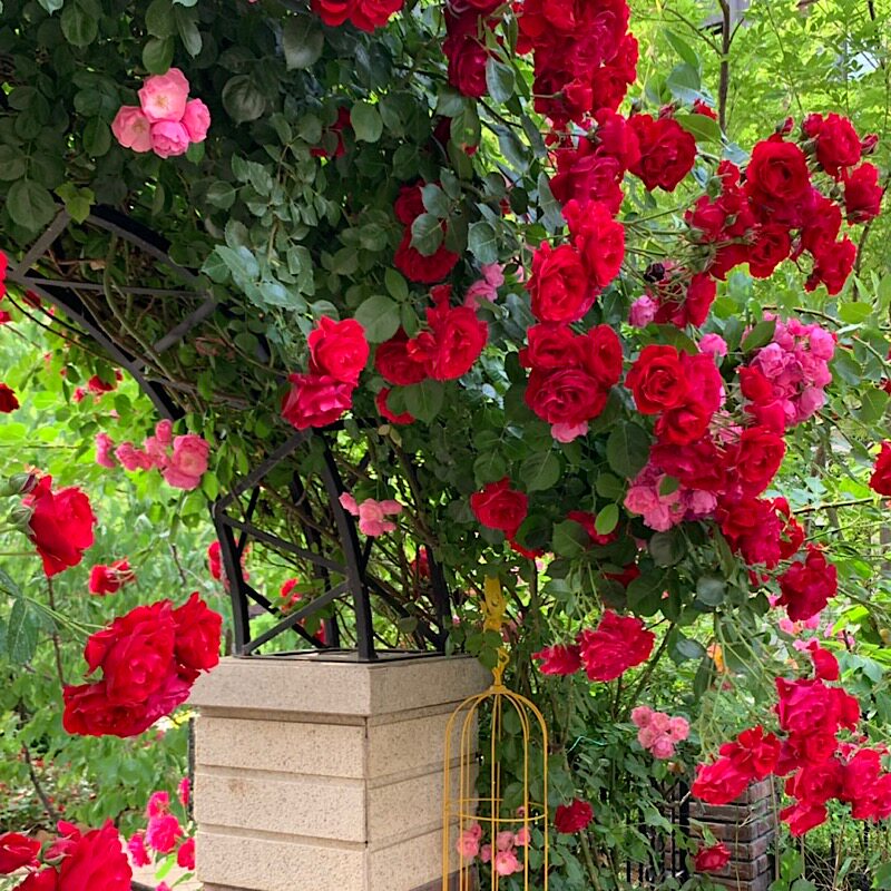 Mu Zi Ge courtyard this vine rose rose big flower multi-season climbing vine balcony Uncle Wa 'er special cold garden
