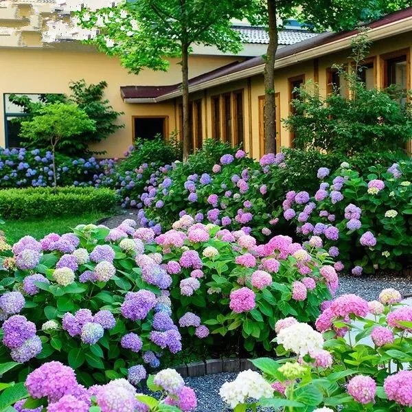 Muzigo courtyard hydrangea import endless summer seedlings multi-season big flowers color-resistant yin and yang