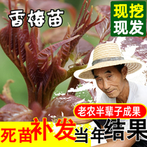 Red oil toona saplings potted ground planting in the north and south four seasons planting edible fruit seedlings toon trees that year