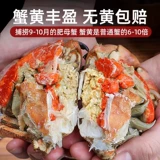 Хлебный краб, свежий очень крупный камчатский краб, приготовленный замороженный большой краб, морской краб, свежие морепродукты, водные продукты, золотой краб, краб Дандженесс