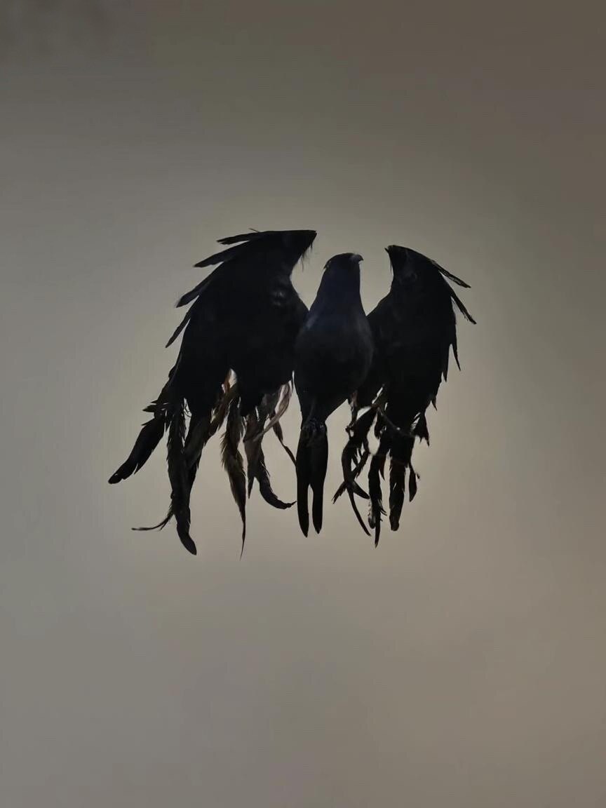 金翅鸢的LOGO