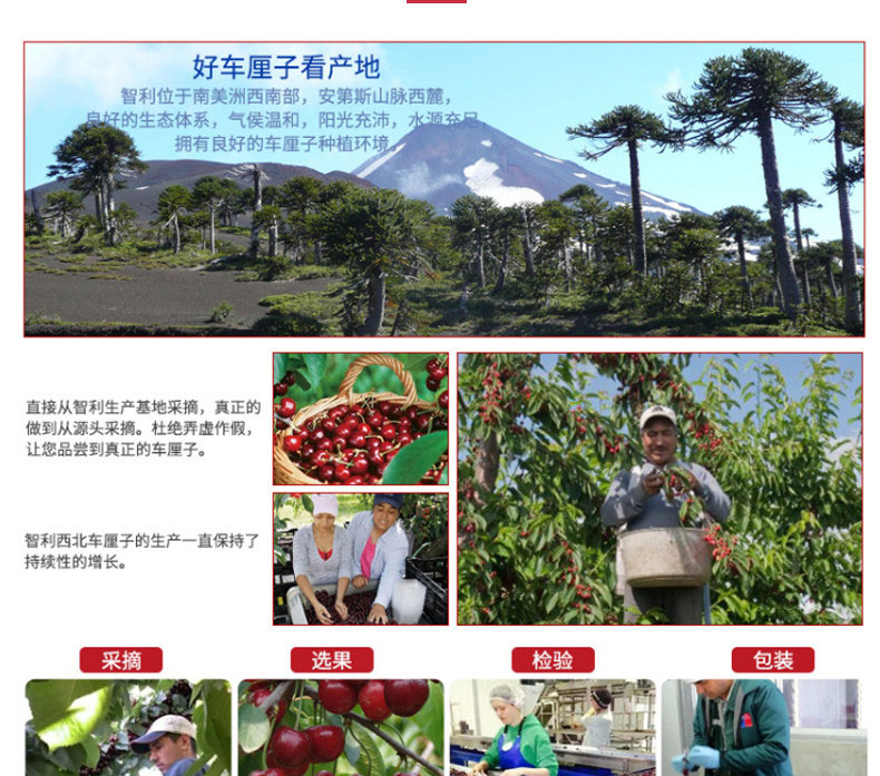 现货 智利进口 车厘子 3斤 图10