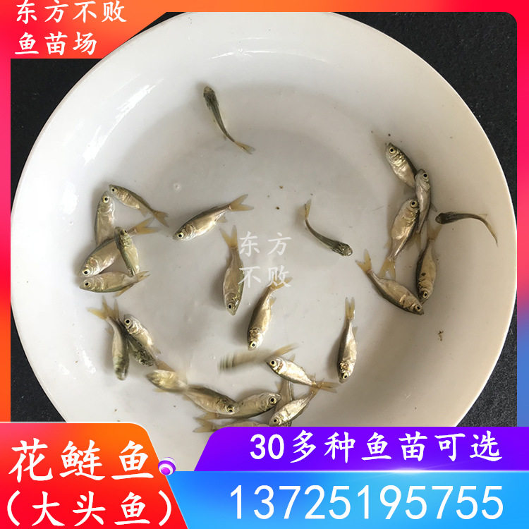 Big head fry fat head fish flower silver carp fry Baotou fish male fish bighead fry cold fresh water live feed four big fish
