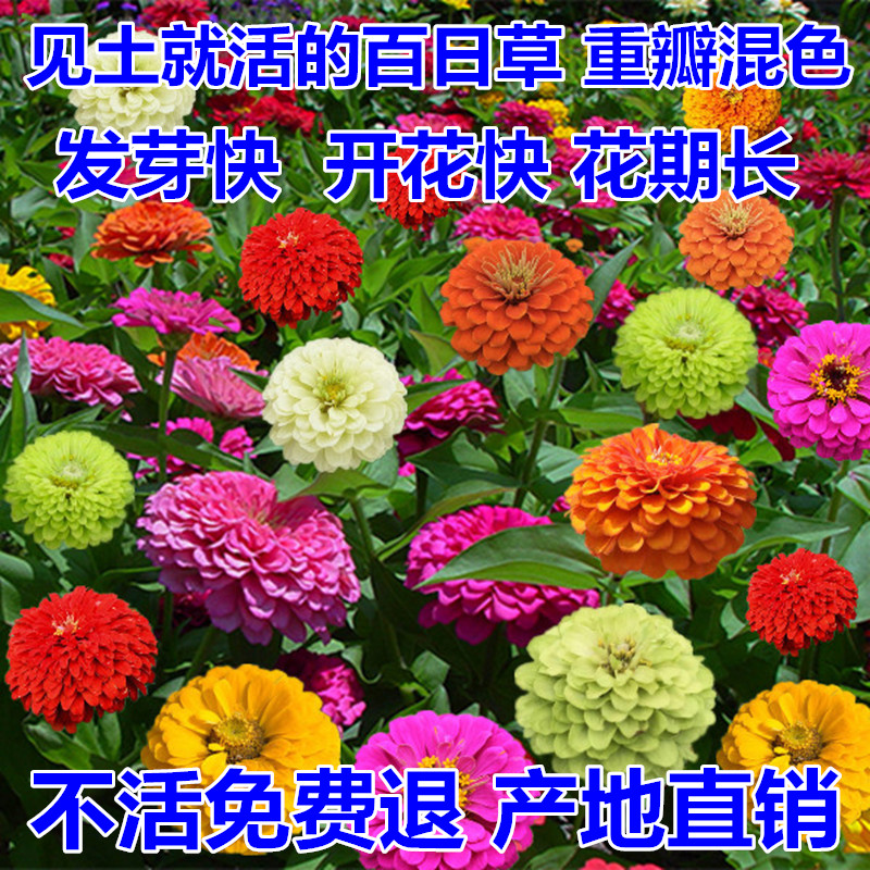 Lily seed flower seed flower seed grass flower sea seed flower seed flower seeds all season easy to bloom