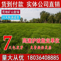 Lawn Seed Slope Protection Greening Grass Seed Drought Resistant and Cold Resistant Bermudagrass Ryegrass Tall Fescue Sijiqing Garden Seed