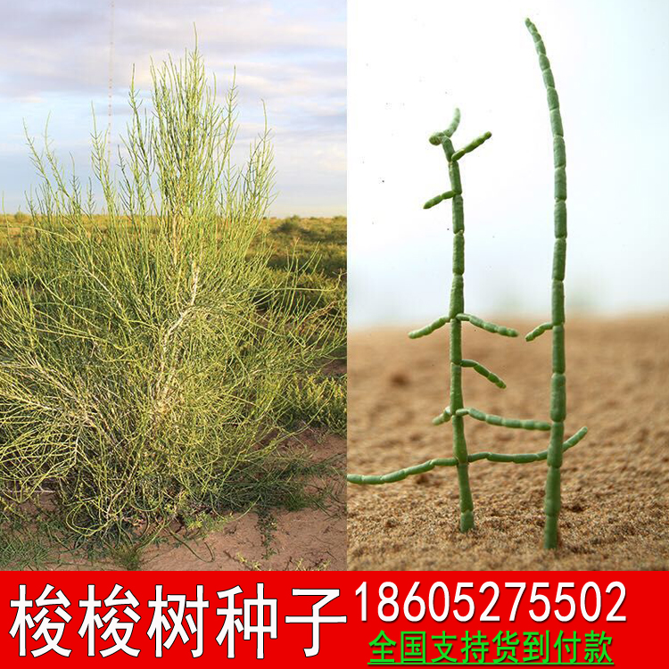 Drought-resistant solid sand seed Thoshuttle tree seed brush bar seed cultivation of a good tree desert pioneer of cistanche