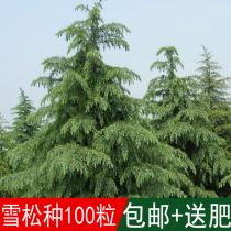 Newly collected first-class cedar seeds authentic Indian cedar trees cedar seeds baota pine can be sown in four seasons