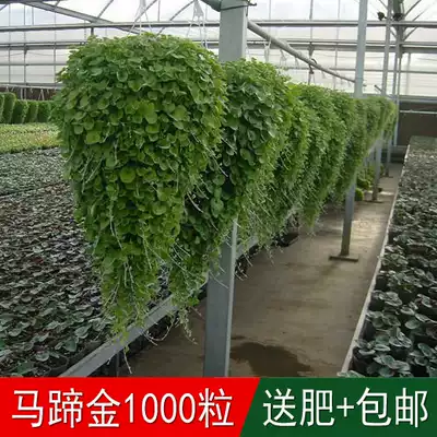 Hanging plant Horseshoe gold seed Heart-shaped copper money grass Indoor flowers can be sown in four seasons