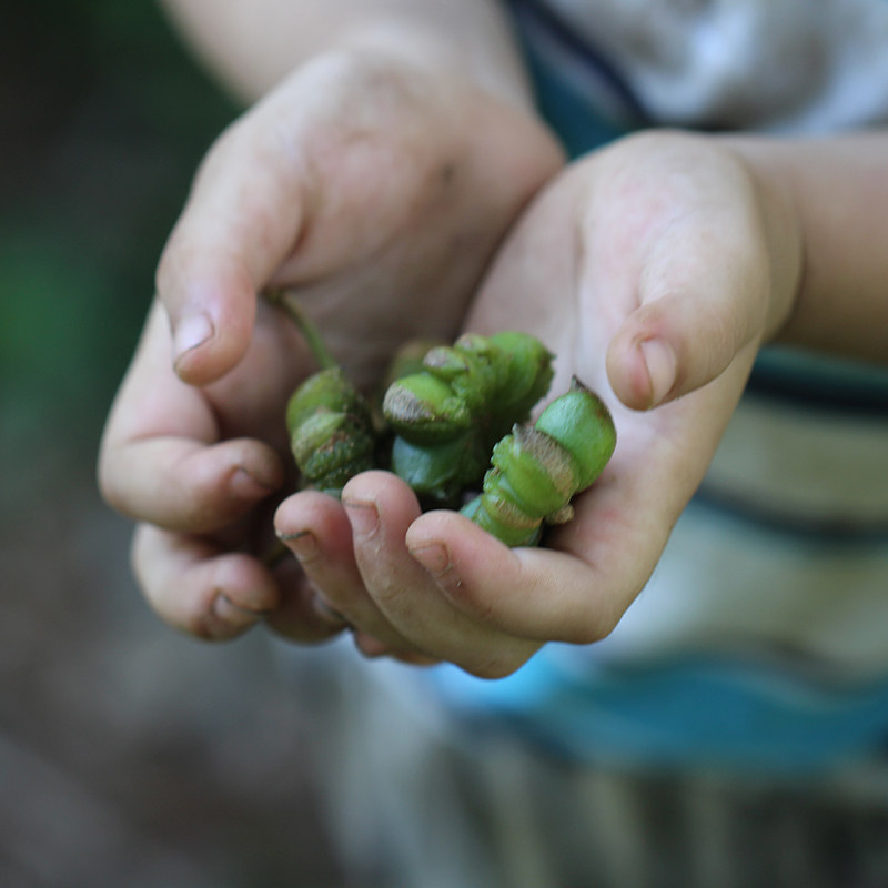 This year the new cargo Yunnan's old tree star anise has a rich and large stock of 150 gr loaded with one grain at a time