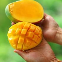 Super juicy Kate mango ripe and sweet rich fruity flavor 5 pounds juicy