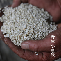Small Acumen Wild Little Pearl Barley Pearl Barley Pearl Barley weekly Shell Five Cereals Cereals Porridge Yunnan Xiaoyai Mie 500g per week