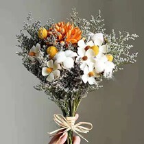 Star May chicks dry flowers and windy windy home decoration DIY pendulum pieces fresh Eugalie Chrysanthemum Pine Nuts bedrooms