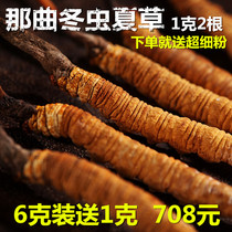 (6g free 1g)Tibet Naqu Cordyceps Sinensis 1g 2 roots First Stage Grass Cordyceps Dry Gift Box